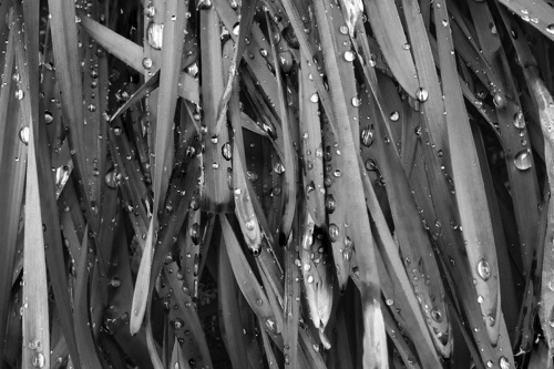 _DSC2307(bw).jpg _DSC2307(bw).jpg
