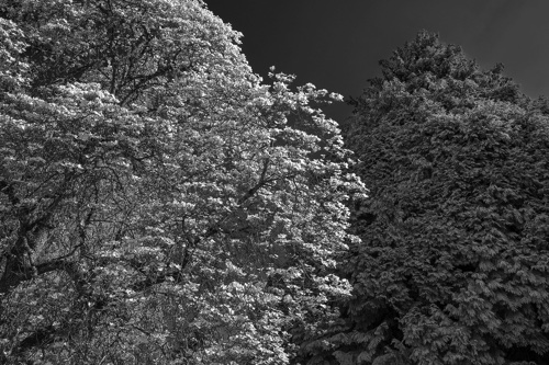 _DSC3216(bw)(p11x16)(p11x16).jpg _DSC3216(bw)(p11x16)(p11x16).jpg