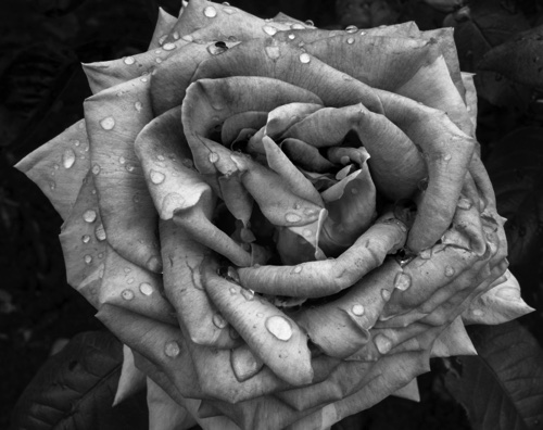 _DSC3514(bw)-1.jpg _DSC3514(bw)-1.jpg